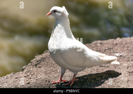 Bella bianca pigeon posa sul terreno e di sfocare lo sfondo sulla giornata di sole in natura. Uccelli selvatici nel concetto. Close up, il fuoco selettivo Foto Stock