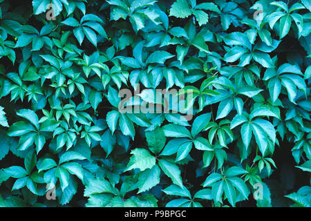 Blu-verde lascia sullo sfondo; concetto Natura Foto Stock