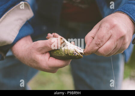 Rimozione di un gancio da un pesce - cattura e rilascio Foto Stock