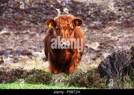 Mucca dell'altopiano Foto Stock