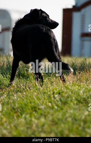 DE - Niedersachsen : Beach dog Foto Stock