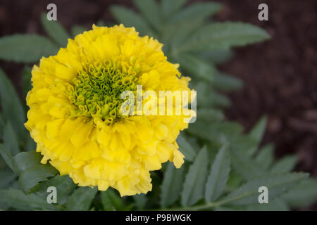 Close up di giallo tagete in fiore Foto Stock