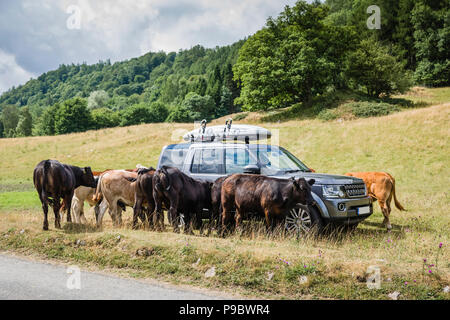 Range Rover Discovery circondato da bovini in un campo. Foto Stock