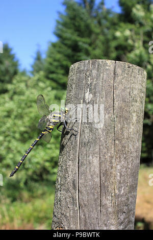 Golden inanellato Dragonfly Cordulegaster boltonii Foto Stock