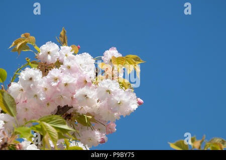 Una rosa fioritura ciliegio contro un luminoso blu cielo soleggiato. Per consentire uno spazio di copia Foto Stock