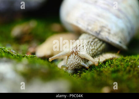 Snail strisciando sul muschio. Messa a fuoco selettiva Foto Stock