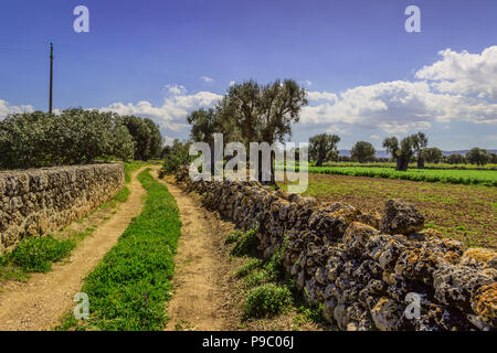 Campagna tipica della Puglia, Italia. Strada di campagna con mura in pietra che attraversano campi di ulivi antichi. Foto Stock