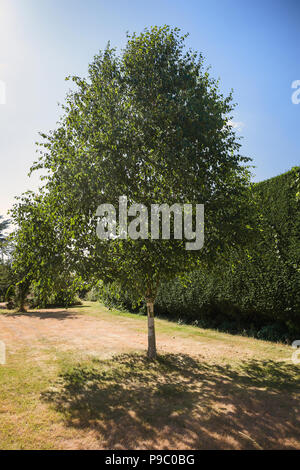 Betula utilis jacquemontii Silver Shadow in foglia completa in estate in un giardino inglese nel Regno Unito Foto Stock