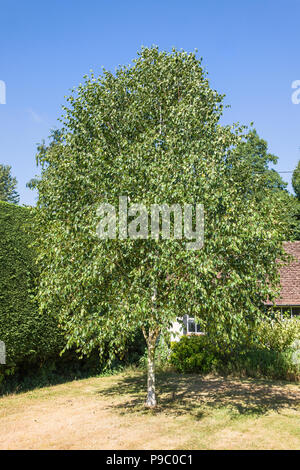 Betula utilis jacquemontii Silver Shadow in foglia completa in estate in un giardino inglese nel Regno Unito Foto Stock