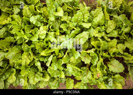 La barbabietola cresce in un giardino Foto Stock