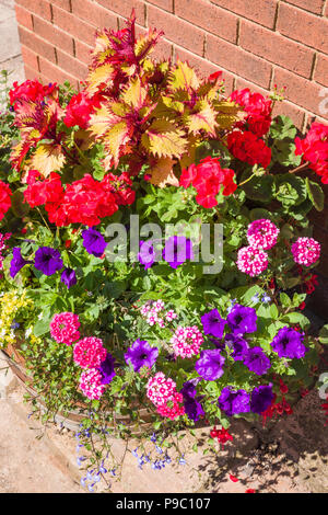 Urban display floreale in Devizes Wiltgshire England Regno Unito nel luglio compresi nelle petunie verbena coleus e pelargoniums Foto Stock