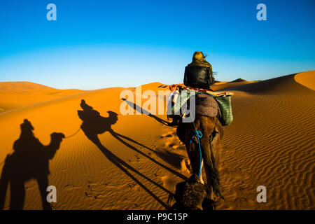 Turismo a dorso di un cammello in carovana sulle dune di sabbia nel deserto del Sahara con forte camel ombra su una spiaggia di sabbia Foto Stock
