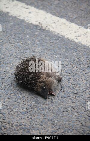 Hedgehog morti su strada con solo piccole quantità di sangue in bocca e la linea bianca sulla strada che mostra Foto Stock