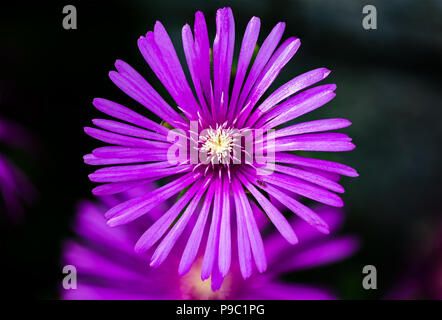 Una ripresa macro di un luminoso cooper nel ghiaccio fiore pianta isolata dal cluster di questi fiori crescono in un suggestivo percorso pedonale. Foto Stock