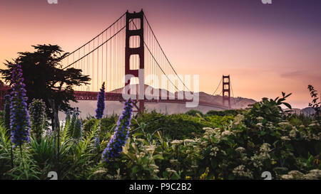 Golden Gate Bridge incorniciato con fiori e cespugli al tramonto a San Francisco, Stati Uniti d'America Foto Stock