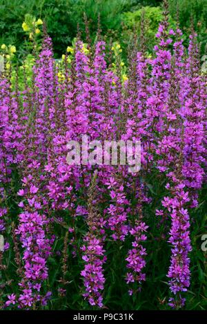 Lythrum virgatum Dropmoe Purple loosestrife fiori Foto Stock