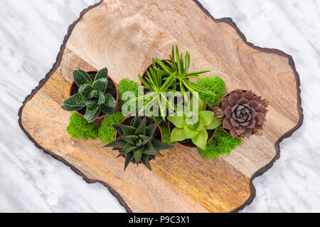 La disposizione delle piante con succulente e moss, su una bella superficie di legno. Foto Stock