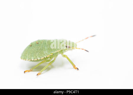 Un verde bug di protezione ninfa, Palomena prasina, che si trova nella parte nord di Dorset e fotografati su uno sfondo bianco prima del rilascio. Nord Inghilterra Dorset Regno Unito GB Foto Stock