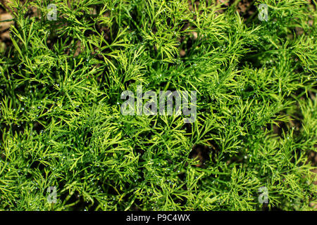 I giovani l'aneto (Anethum graveolens) impianto, coperto con gocce di rugiada. La molla del giardinaggio. Foto Stock