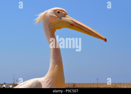 Una rosa pelican è un visitatore regolare al porto di Paphos in Cipro Foto Stock