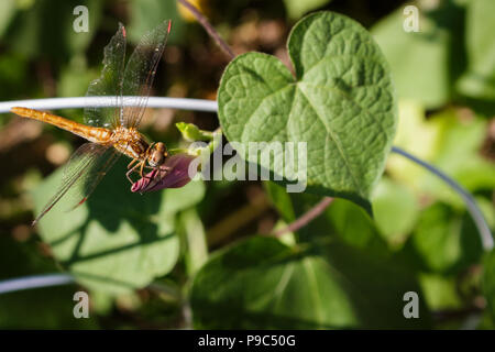 Una bellissima dragonfly appollaiato su una gloria di mattina bud guardando a destra a lei con i suoi occhi Ommatidia, fotorecettori visibile. Foto Stock