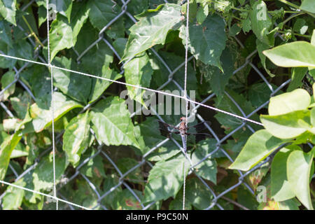 Una bellissima dragonfly appollaiato su un traliccio in giardino. Foto Stock