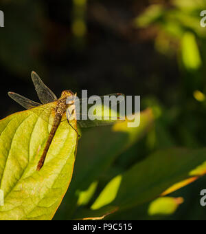 Dragonfly crogiolarsi al sole con la sua gossamer alette divaricate mentre è seduto su una peonia foglia. Foto Stock