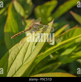 Dragonfly crogiolarsi al sole con le sue ali a ventaglio seduta in avanti su una peonia foglia. Foto Stock