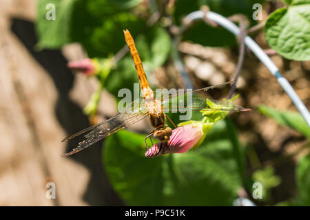 Una bellissima dragonfly appollaiato su una gloria di mattina bud guardando a destra a lei con i suoi occhi Ommatidia, fotorecettori visibile. Foto Stock