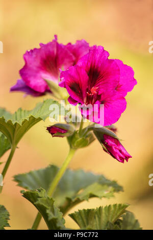 Pelargonium orsett su sfondo giallo Foto Stock