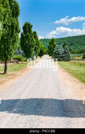 Strada di campagna con cipressi. Strada tra i campi verdi. Paesaggio della campagna Foto Stock