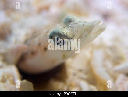 Sabbia maculato subacqueo Coralito, La Paz (Trichonotus setiger) Foto Stock