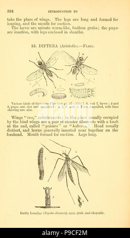 Un manuale di pratiche pregiudizievoli di insetti con metodi di prevenzione e rimedio per i loro attacchi alle colture alimentari, alberi da bosco e frutta (pagina 394) . Foto Stock
