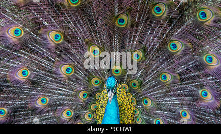 Primo piano di una bella femmina indiana blu pavone. Pavo cristatate peahen uccello, arroccato su una recinzione in una foresta verde. Foto Stock