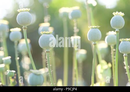 Papaveri (noioso somniferum): Semi di papavero baccelli di essiccazione al sole di sera Foto Stock