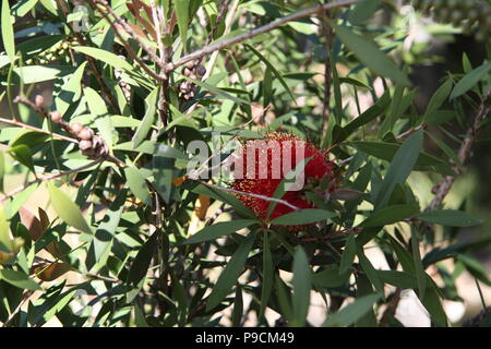 Comune scovolino da bottiglia rossa (Melaleuca Citrina) Foto Stock