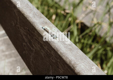 Dragonfly seduto e in posa sulla recinzione in legno in giardino, macro Foto Stock