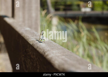 Dragonfly seduto e in posa sulla recinzione in legno in giardino, macro Foto Stock