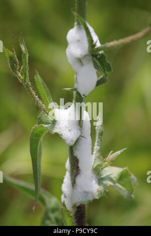 Spittle bug schiuma su una pianta selvatica. La saliva immaturi i bug sono nascosti dentro il bianco di schiuma di schiuma come essi si nutrono del tessuto vegetale. Foto Stock