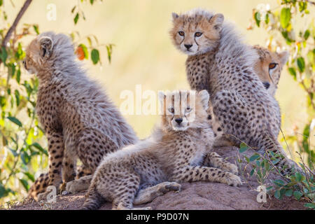 Curioso cheetah cubs nella boccola di ombre Foto Stock