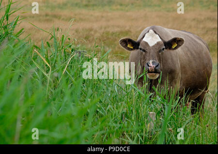 Grande mucca guardando viewer, cley salt marsh, North Norfolk, Inghilterra Foto Stock