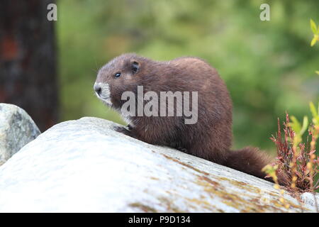 Isola di Vancouver marmotta, Marmota vancouverensis,Mount Washington, l'isola di Vancouver, BC, Canada Foto Stock