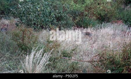 Wild dikdik vivente in Kenya parco nazionale Foto Stock