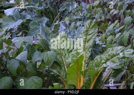 Fagioli, Collard verdi, kale e bietole sano che cresce in un piede quadrato giardino. Foto Stock