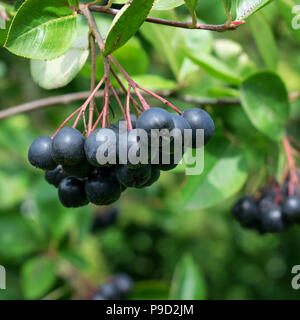 Bacche di Aronia (Aronia melanocarpa, Black Chokeberry) cresce in giardino. Foto Stock