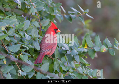 un cardinale del nord maschile, Cardinalis cardinalis, arroccato nel fogliame di nido d'ape giapponese. Foto Stock