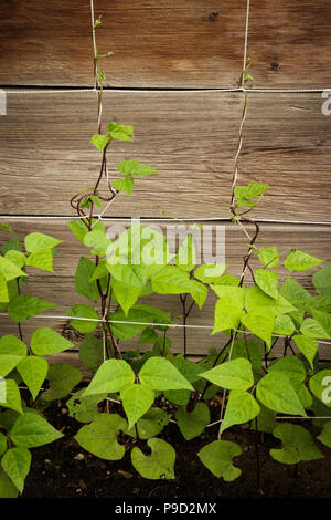 Viola verde fagiolo piante crescere organicamente su un traliccio nel cortile. Foto Stock