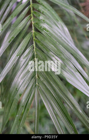 Foglie di i phonix roebelenii arecaceae dwarf data palm dal Laos Foto Stock