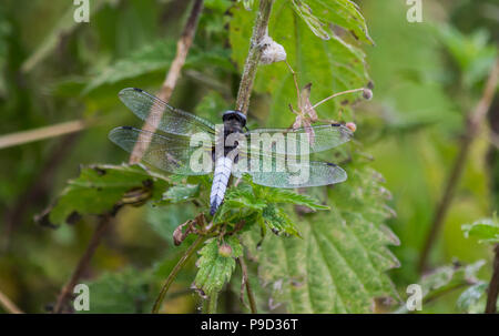 Una chiusura di una scarsa chaser dragonfly da dietro con le ali distese Foto Stock