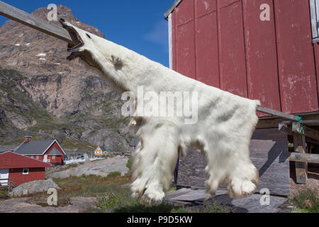 Orso polare nascondi essiccazione a Aappilattoq, Groenlandia Foto Stock